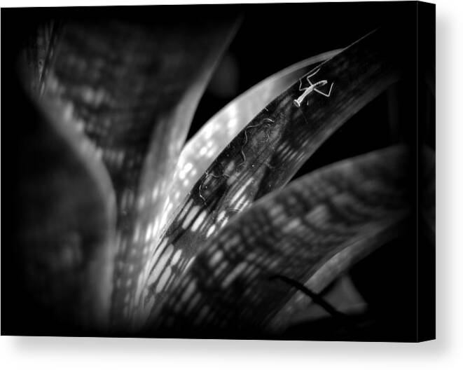 Mantis Canvas Print featuring the photograph Mantis on Bromeliad by Nathan Abbott