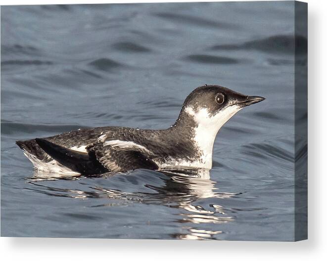 Marbled Murrelet Canvas Print featuring the photograph Marbled Murrelet by Carl Olsen