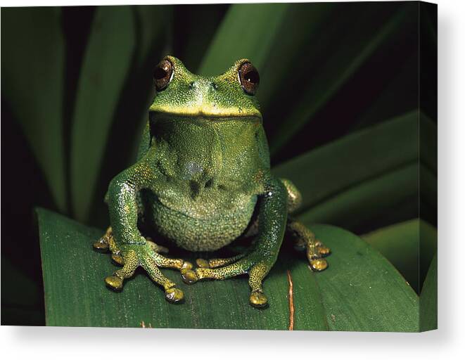 Mp Canvas Print featuring the photograph Marsupial Frog Gastrotheca Orophylax by Pete Oxford