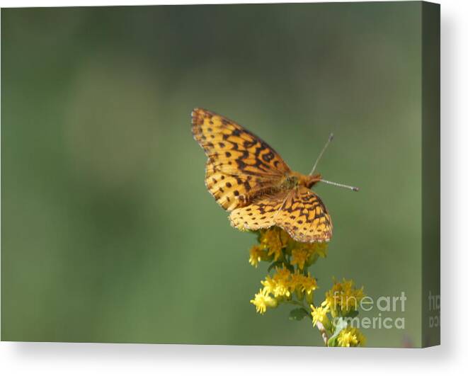 Butterfly Canvas Print featuring the photograph Meadow Fritillary by Randy Bodkins
