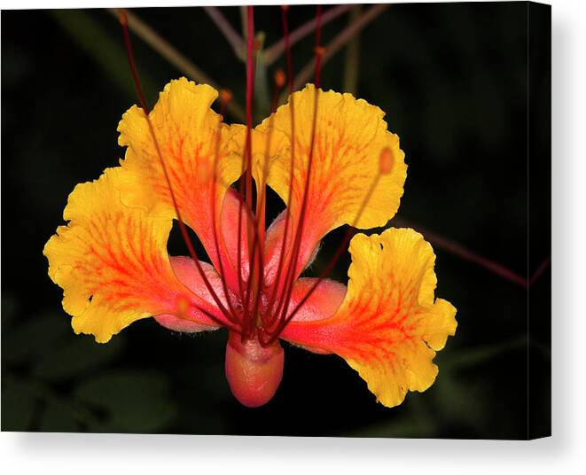 Macro Canvas Print featuring the photograph Mexican Bird of Paradise by Jim Painter