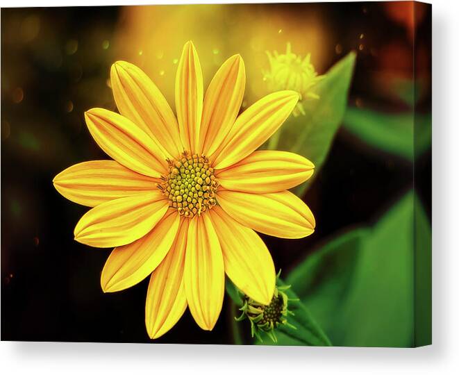 Floral Canvas Print featuring the photograph Midnight In A Garden Of Yellow by Bill and Linda Tiepelman