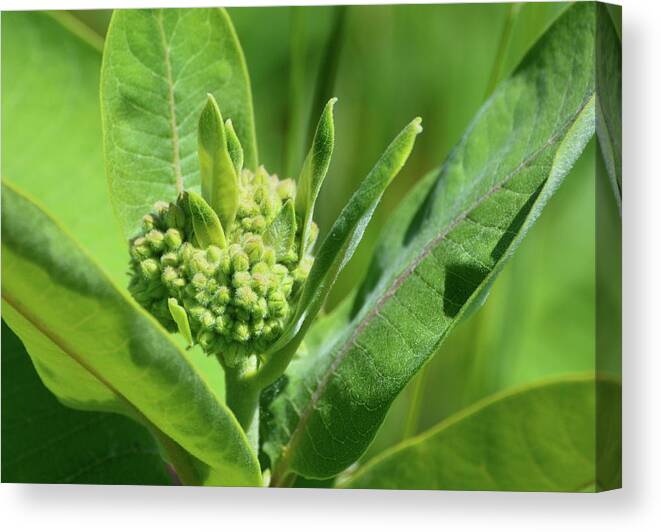 Nature Canvas Print featuring the photograph Milkweed Flower by Lyle Crump