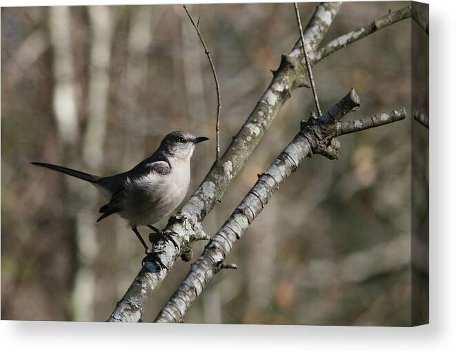 Mocking Canvas Print featuring the photograph Mockingbird 2018 by Cathy Harper