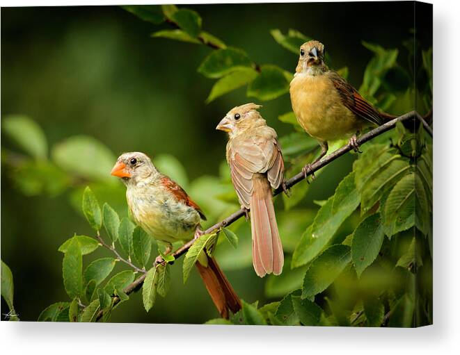 2016-08-21 Canvas Print featuring the photograph Mom and Her Kids by Phil And Karen Rispin
