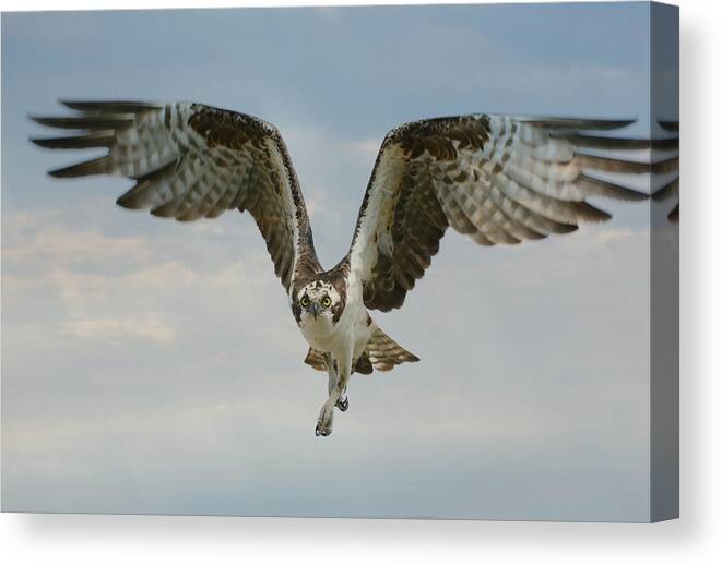 Osprey Canvas Print featuring the photograph Momentum by Fraida Gutovich