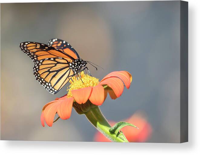 Monarch Butterfly Canvas Print featuring the photograph Monarch 2017-10 by Thomas Young