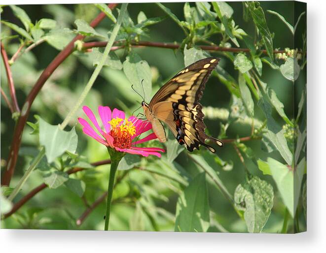 Butterflies Canvas Print featuring the photograph Monarch butterfly by Laura Smith