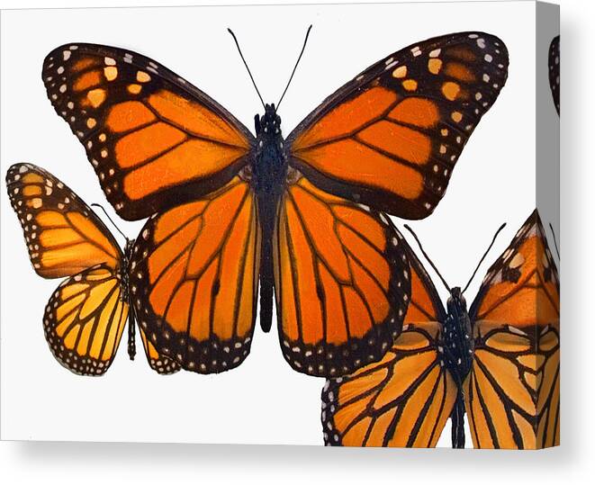 Butterfly Canvas Print featuring the photograph Monarchs by Sharon Foster