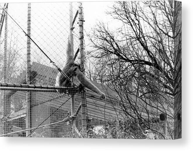Monkey Canvas Print featuring the photograph Monkey Grab by Joseph Caban