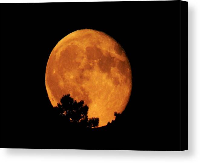 Moon Canvas Print featuring the photograph Moonrise Over Pines by Dawn Key
