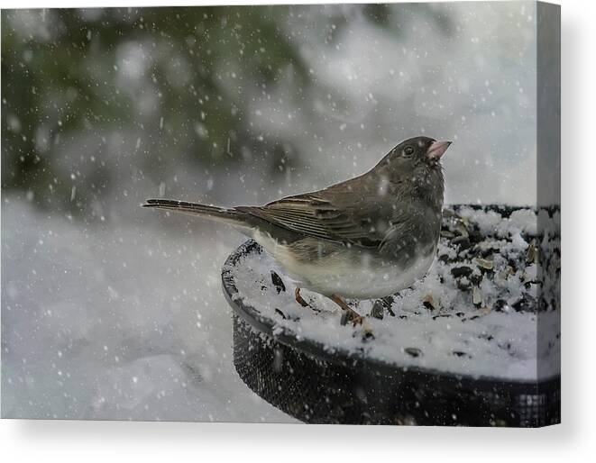 Bird Canvas Print featuring the photograph More Snow? by Cathy Kovarik