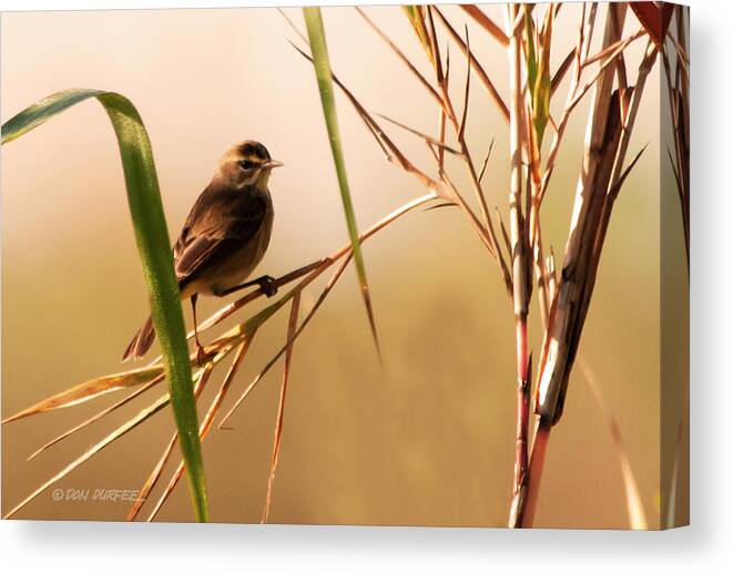 Warbler Canvas Print featuring the photograph Morning Light Warbler by Don Durfee