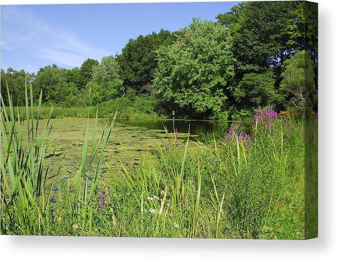 Mossy Canvas Print featuring the photograph Mossy Pond by AnnaJanessa PhotoArt