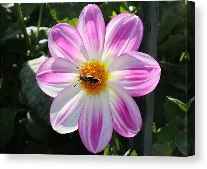 Moth Canvas Print featuring the photograph Moth on a Flower - 2 by Christy Pooschke