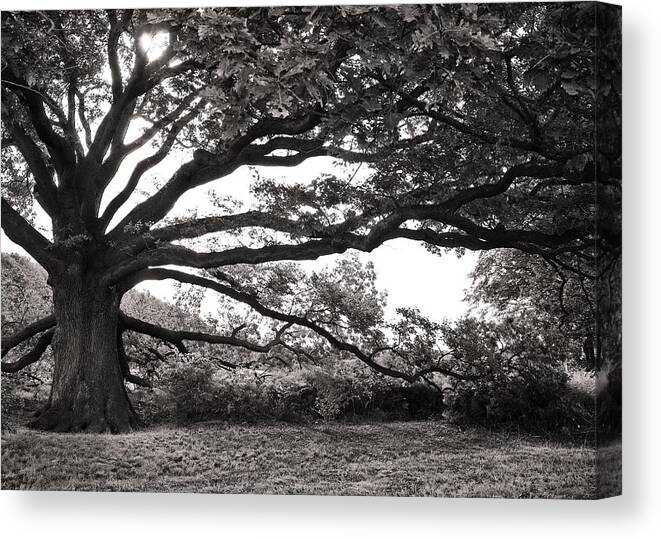 Tree Canvas Print featuring the photograph Mother Nature by Edward Myers