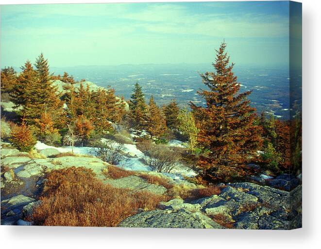 New Hampshire Canvas Print featuring the photograph Mount Monadnock Spruce Injury by John Burk