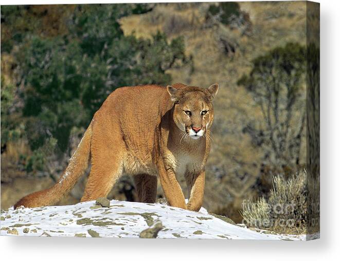 Dave Welling Canvas Print featuring the photograph Mountain Lion Felis Concolor Walking On Snow Covered Hillside by Dave Welling