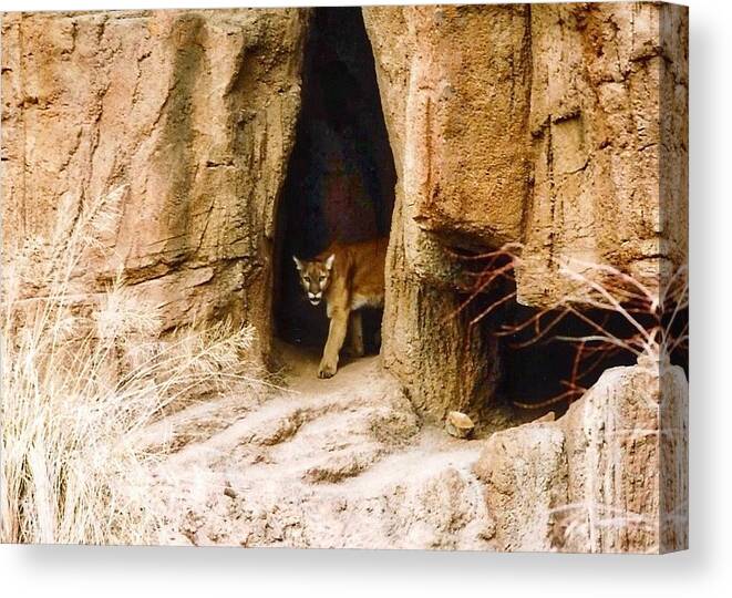 Arizona Canvas Print featuring the photograph Mountain Lion in the Desert by Judy Kennedy