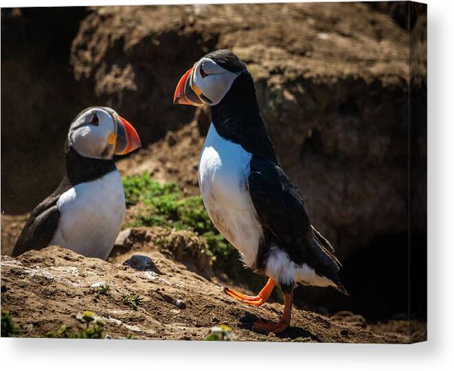 Skomer Island Canvas Print featuring the photograph Mr and Mrs Puffin by Framing Places