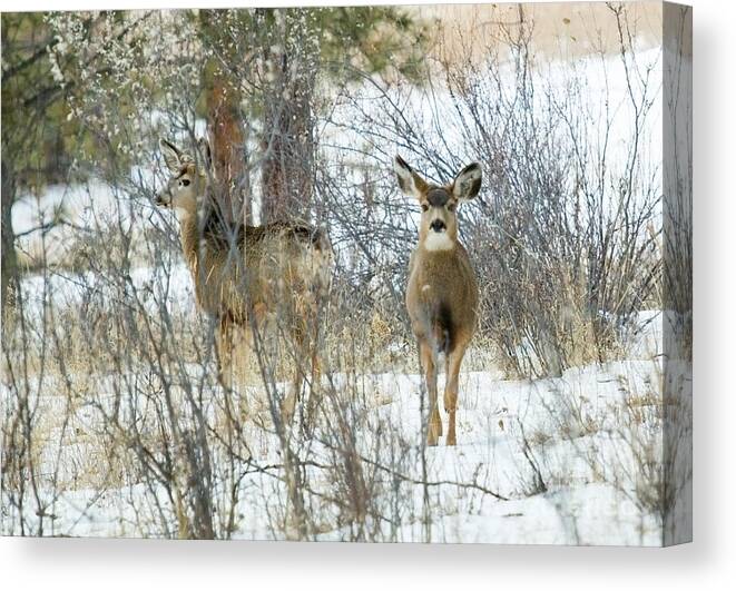 Deer Canvas Print featuring the photograph Mule Deer Does in Snow by Steven Krull