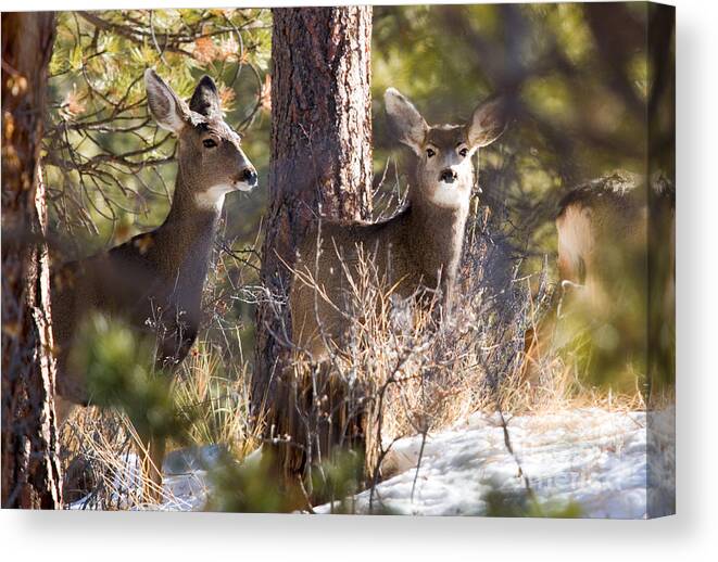 Deer Canvas Print featuring the photograph Mule Deer in the Pike National Forest in Winter by Steven Krull