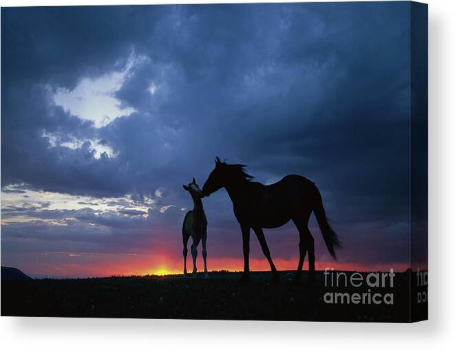 00340054 Canvas Print featuring the photograph Mustang and Foal at Sunset by Yva Momatiuk John Eastcott