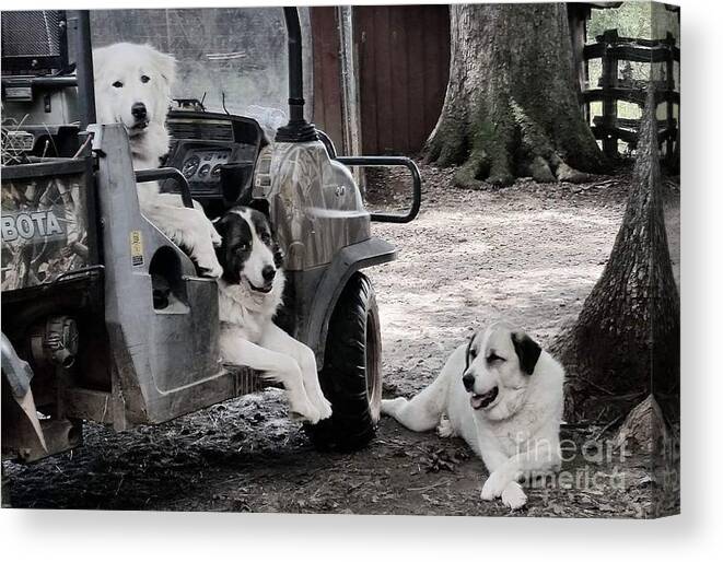 Dogs Canvas Print featuring the photograph My Helpers by Rabiah Seminole