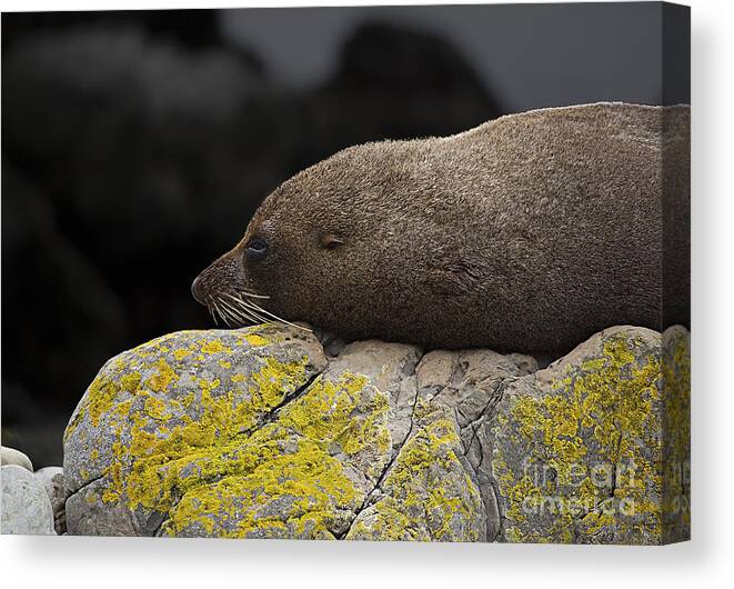 Seal Canvas Print featuring the photograph Nap Time by Peter Kennett