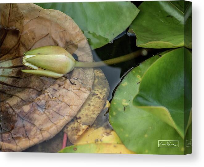 Fine Art Canvas Print featuring the photograph Natural Beauty by Kim Sowa