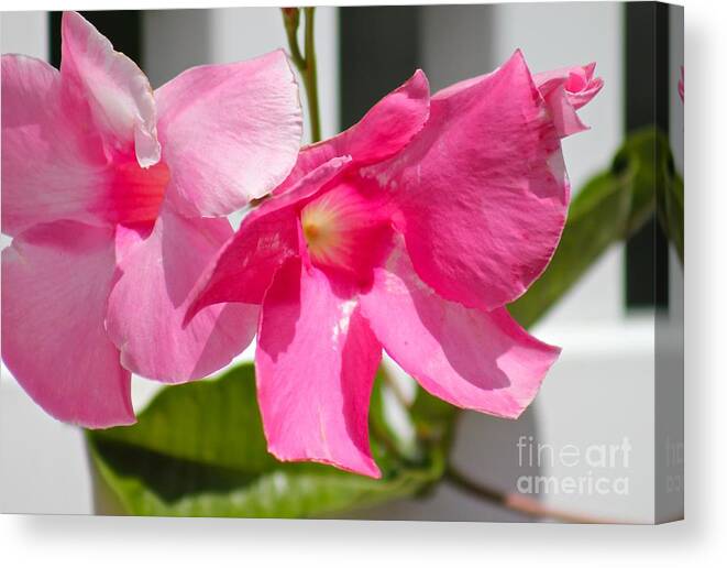 Pink Canvas Print featuring the photograph Nature's Beauty 10 by Deena Withycombe