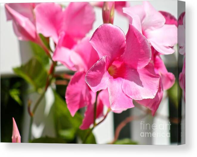 Pink Canvas Print featuring the photograph Nature's Beauty 12 by Deena Withycombe