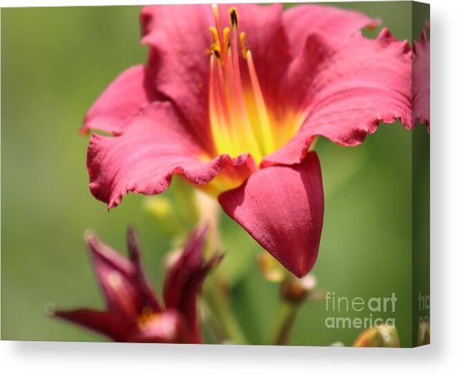 Yellow Canvas Print featuring the photograph Nature's Beauty 44 by Deena Withycombe