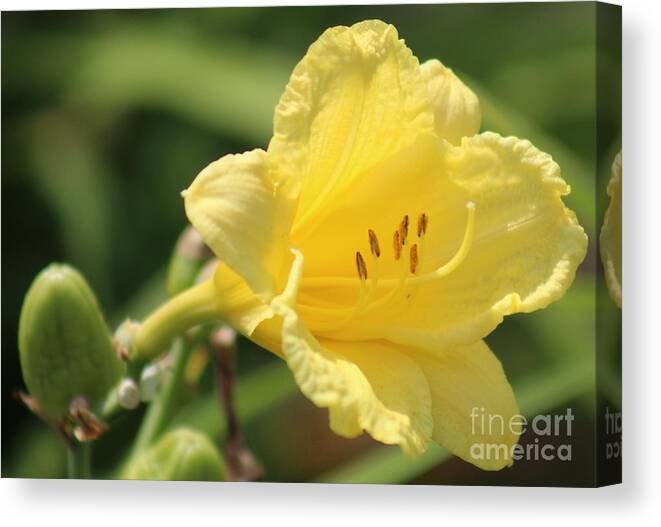 Yellow Canvas Print featuring the photograph Nature's Beauty 46 by Deena Withycombe