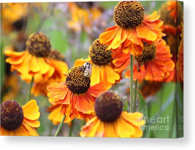 Yellow Canvas Print featuring the photograph Nature's Beauty 89 by Deena Withycombe