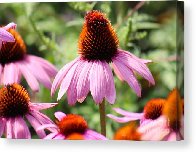 Pink Canvas Print featuring the photograph Nature's Beauty 98 by Deena Withycombe