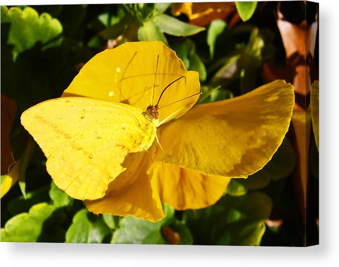 Floral Canvas Print featuring the photograph Nature's Disquise V by James Granberry