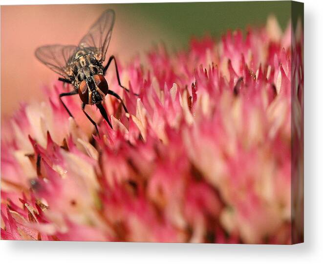 Fly Canvas Print featuring the photograph Nectar Hunt by Angela Rath