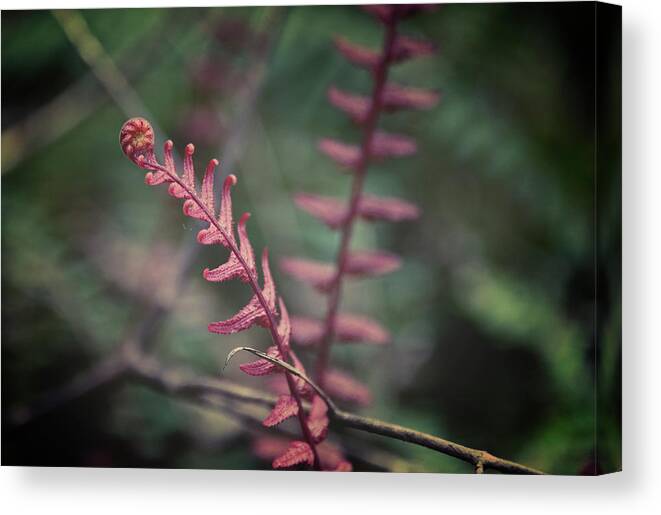 Rangitoto Canvas Print featuring the photograph New Zealand Fern by Joan Carroll