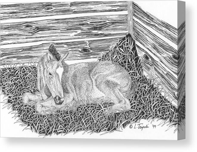 Horse Canvas Print featuring the drawing Newborn by Lawrence Tripoli