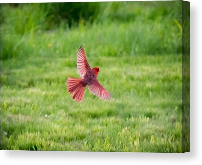 Northern Cardinal Canvas Print featuring the photograph Northern Cardinal in Flight by Holden The Moment