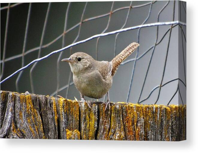 Rock Wren Canvas Print featuring the photograph Northern House Wren by Barbara St Jean