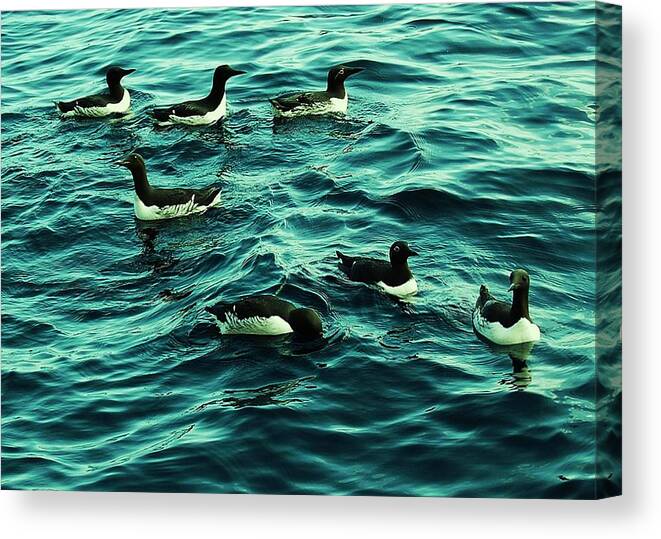 Birds Canvas Print featuring the photograph Not Guilty by HweeYen Ong