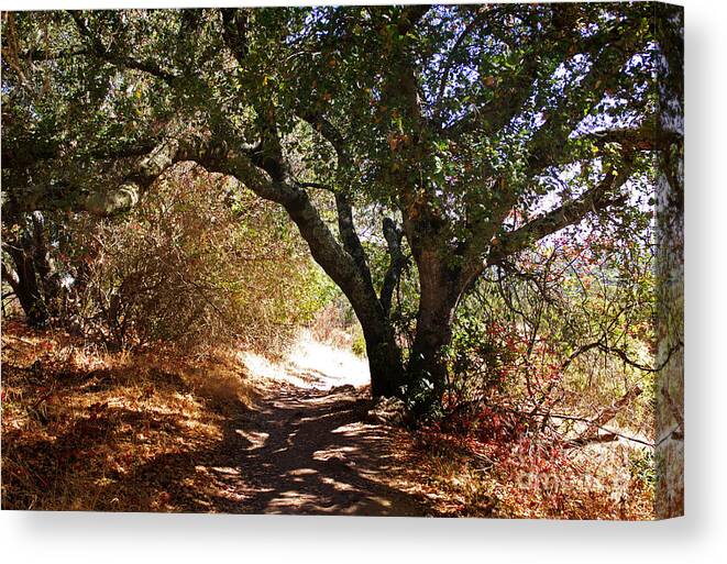 Oak Tree Canvas Print featuring the photograph Oak Tree on Sylvan Trail by Laura Iverson