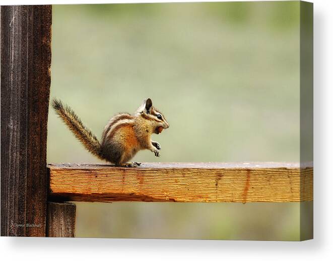 Squirrel Canvas Print featuring the photograph Off To The Nut House by Donna Blackhall