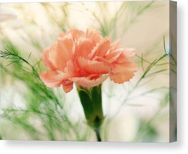 Old Fashion Canvas Print featuring the photograph Old Fashion by Corinne Rhode