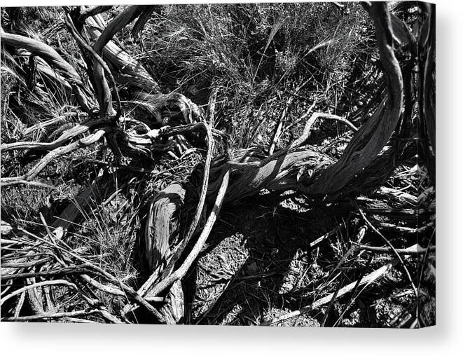 Nature Canvas Print featuring the photograph Old Sagebrush Remains by Ron Cline
