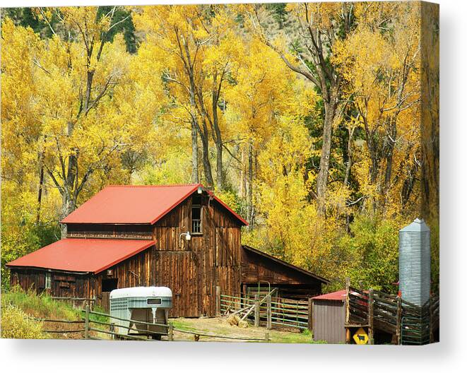 Gold Canvas Print featuring the photograph Old Time Barn in Golden Aspens by Marilyn Hunt