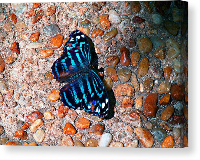 On The Rocks Canvas Print featuring the photograph On The Rocks by Bob Johnson