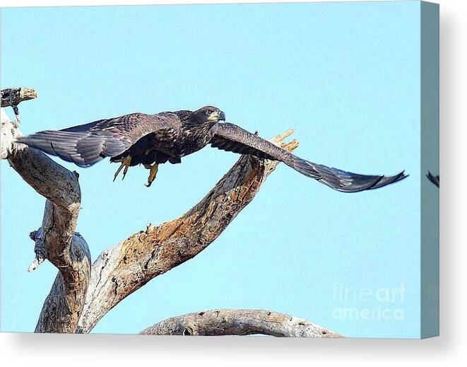 Bald Eagle Canvas Print featuring the photograph One last fly E9 by Liz Grindstaff